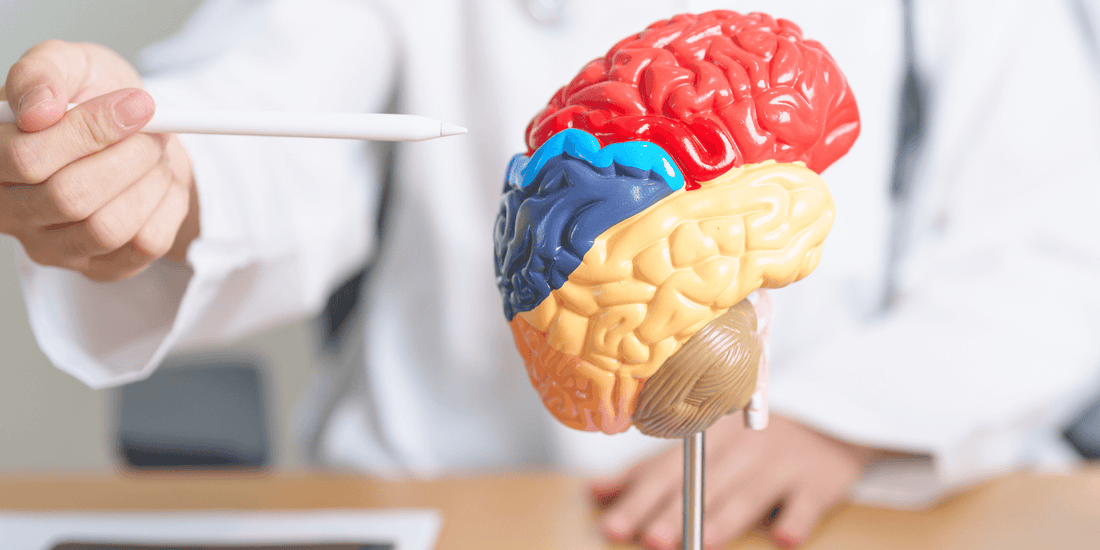 Nicotine and Its Effects on the Brain